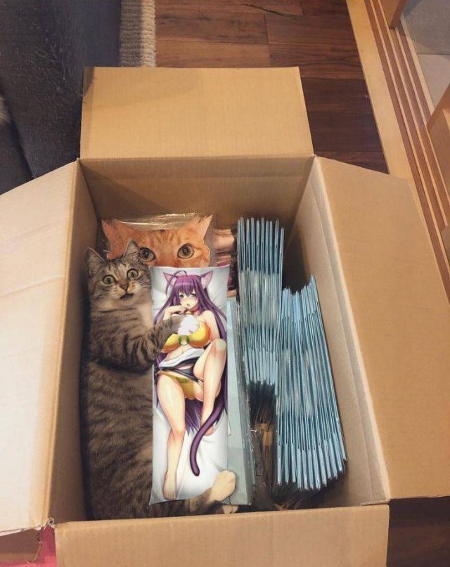 Funny Animals (53 pics)