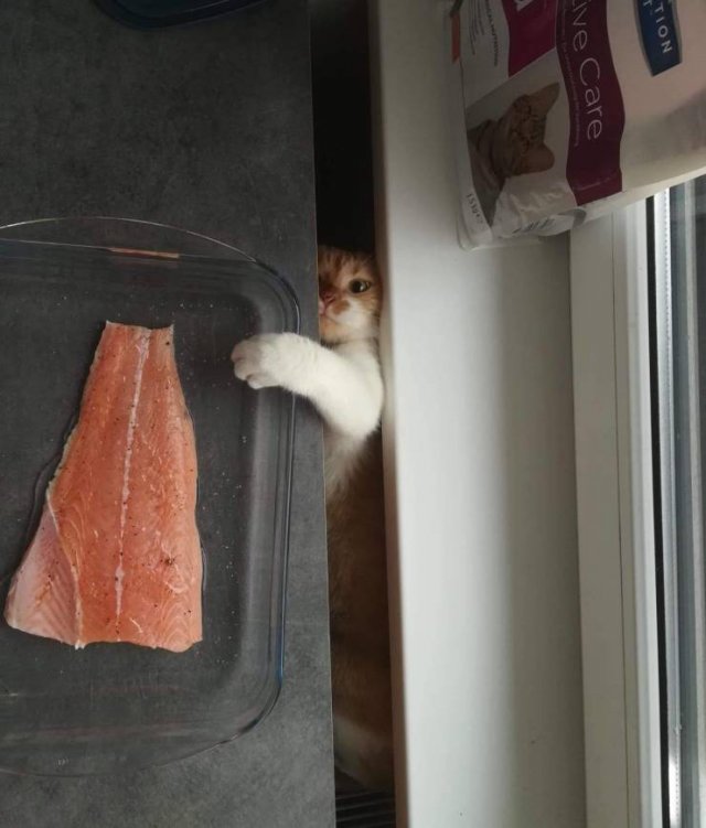 Funny Animals (53 pics)
