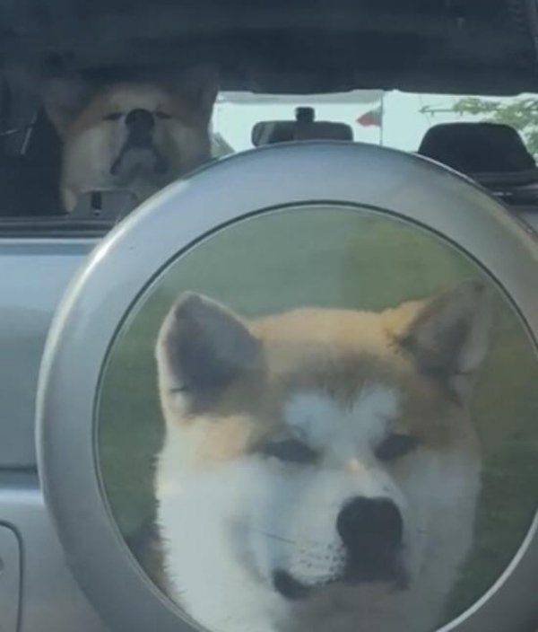 Funny Animals (53 pics)