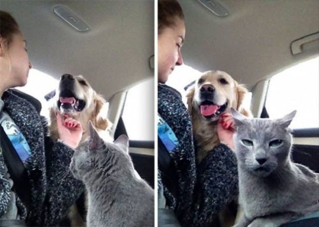 Funny Animals (53 pics)
