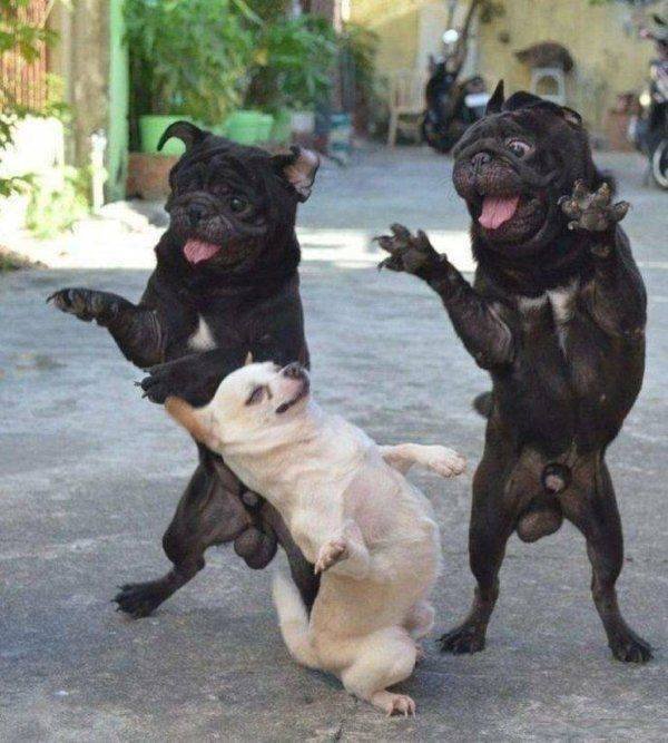 Funny Animals (53 pics)