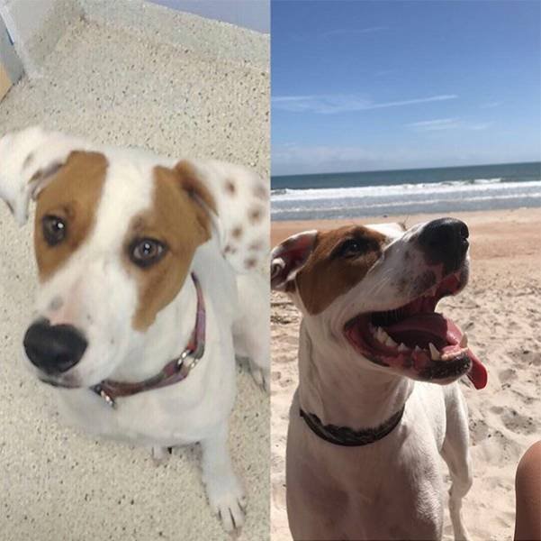 Pets Before And After Adoption (32 pics)