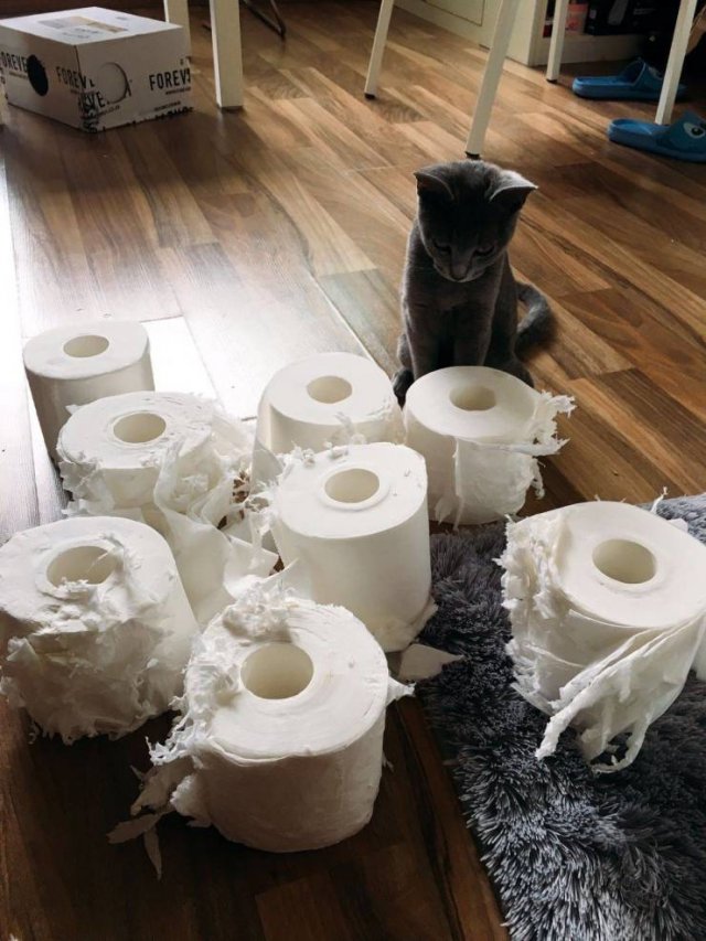 Funny Animals (53 pics)