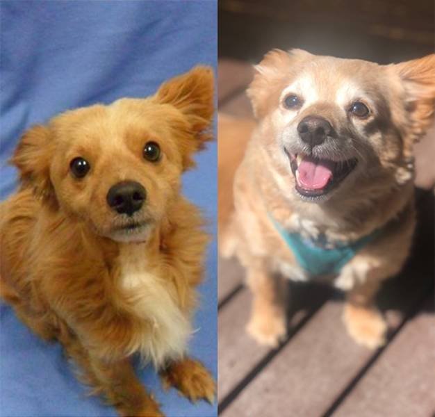 Pets Before And After Adoption (32 pics)