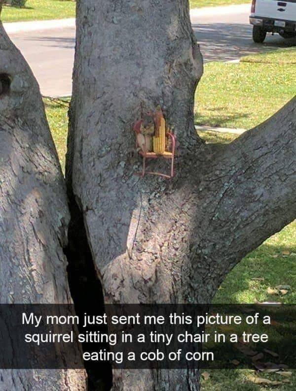 Funny Animals (53 pics)