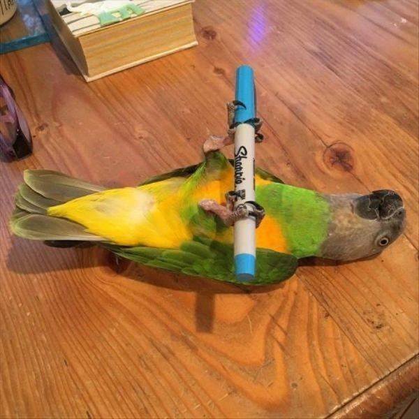 Funny Animals (53 pics)