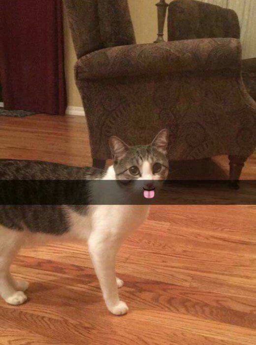 Funny Animals (53 pics)