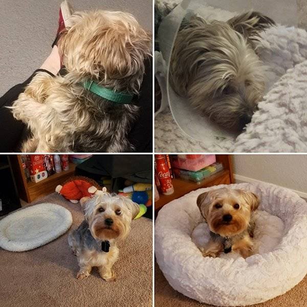 Pets Before And After Adoption (32 pics)