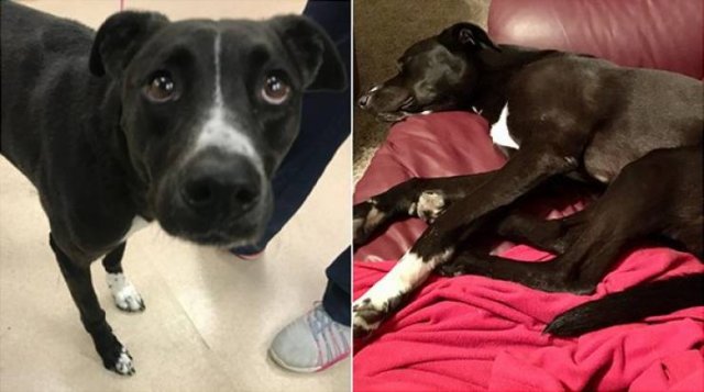 Pets Before And After Adoption (32 pics)