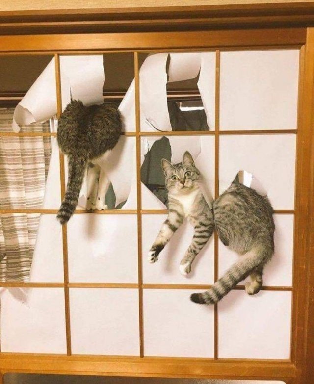Funny Animals (53 pics)