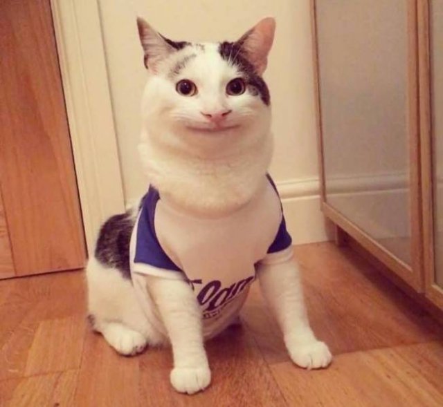 Funny Animals (53 pics)