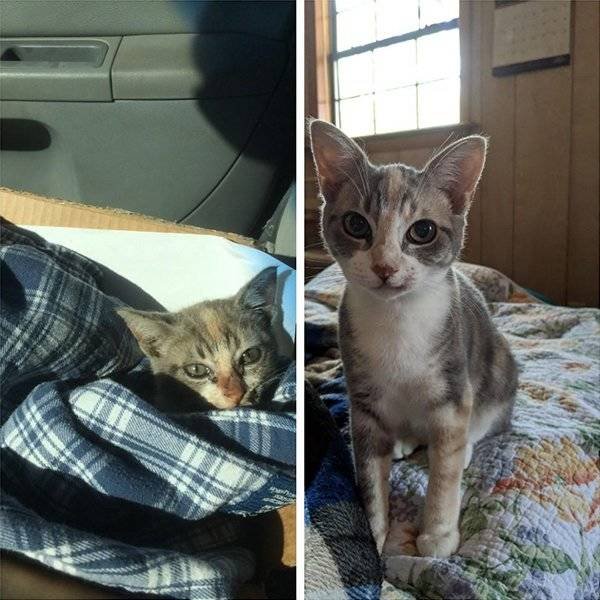 Pets Before And After Adoption (32 pics)