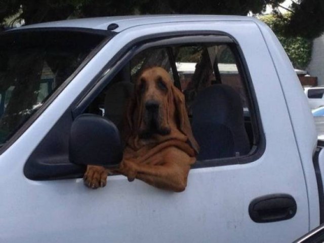 Funny Animals (53 pics)