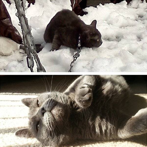 Pets Before And After Adoption (32 pics)