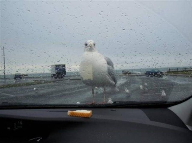 Funny Animals (53 pics)