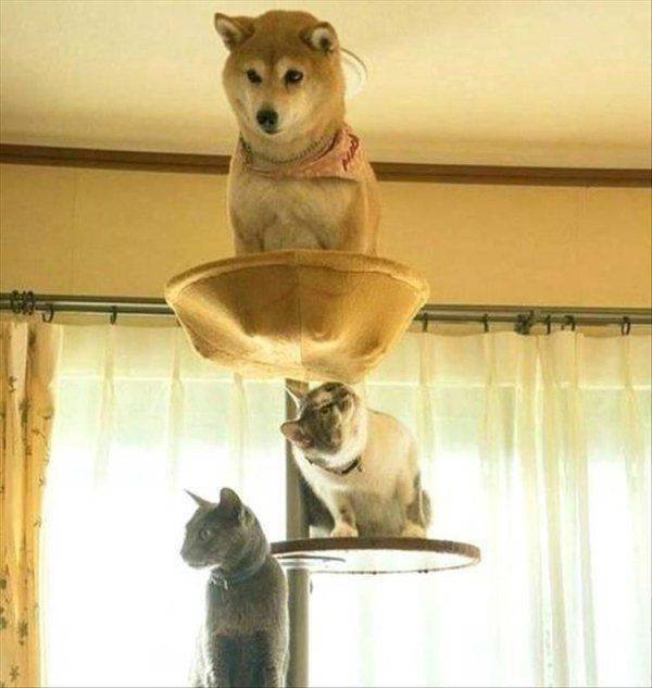 Funny Animals (53 pics)
