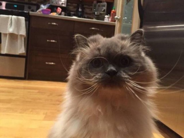 Funny Animals (53 pics)