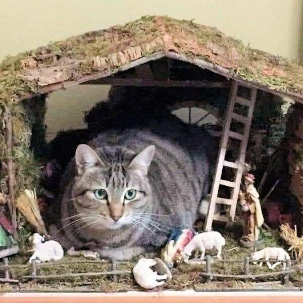 Funny Cats (29 pics)