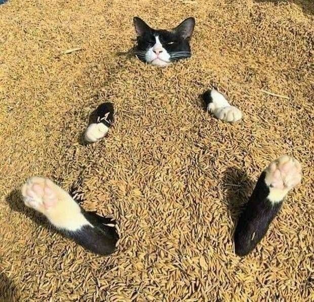 Funny Cats (29 pics)