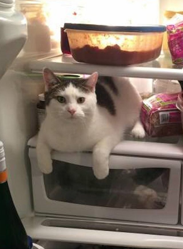Funny Cats (29 pics)