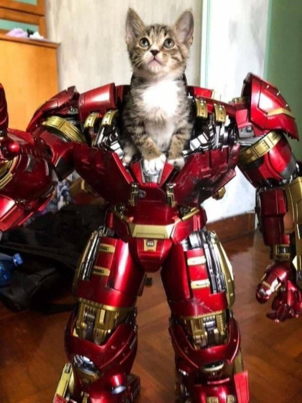Funny Cats (29 pics)