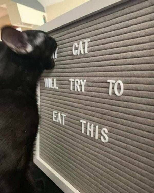 Funny Cats (29 pics)