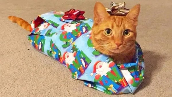Funny Cats (29 pics)