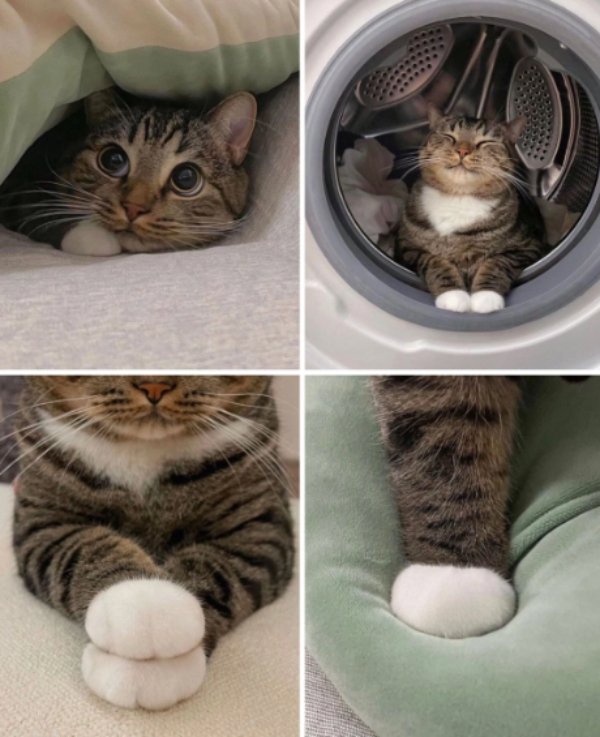 Funny Cats (29 pics)