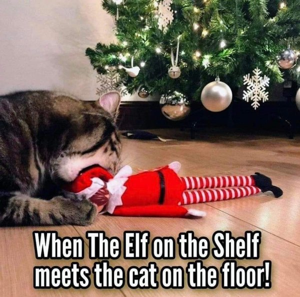 Funny Cats (29 pics)