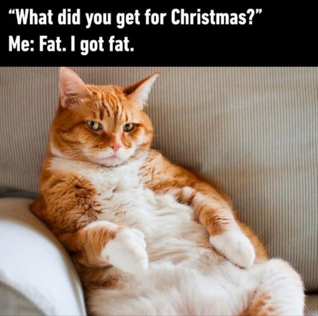 Funny Cats (29 pics)