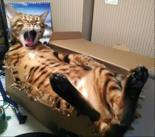 Funny Cats (29 pics)
