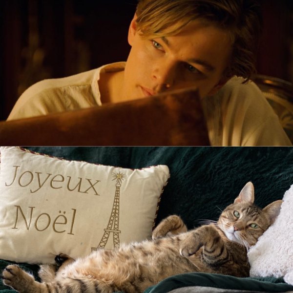 Funny Cats (29 pics)