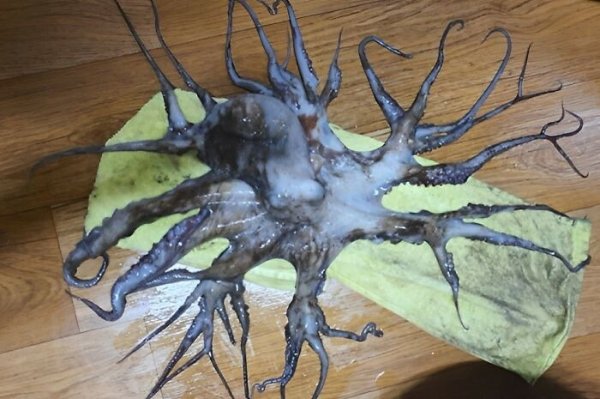 Creepy Finds And Photos (22 pics) Creepy Finds And Photos (22 pics)