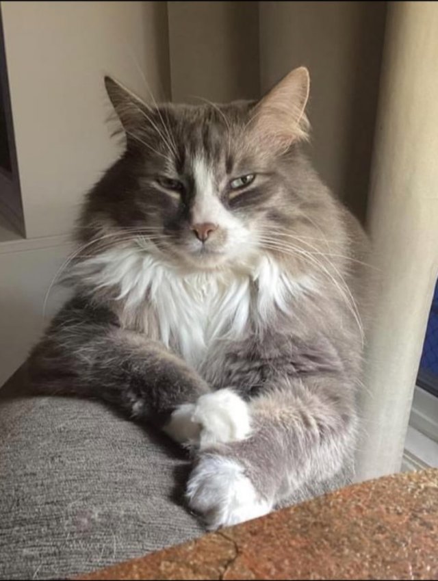 Funny Cats (29 pics)