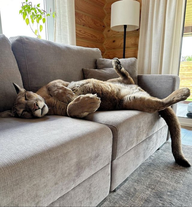 Funny Cats (29 pics)