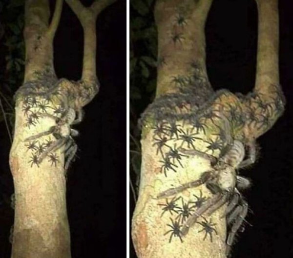 Creepy Finds And Photos (22 pics) Creepy Finds And Photos (22 pics)