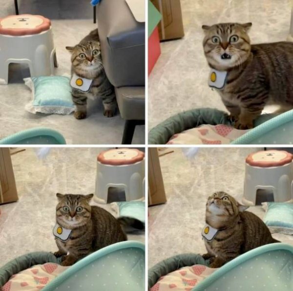 Funny Cats (29 pics)