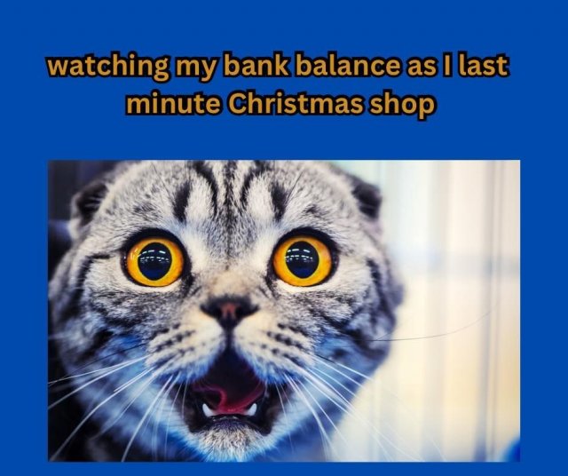 Funny Cats (29 pics)
