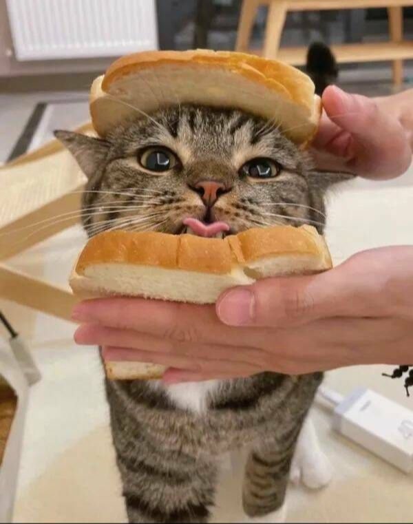 Funny Cats (29 pics)