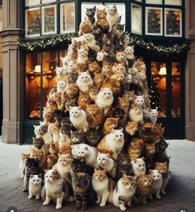 Funny Cats (29 pics)