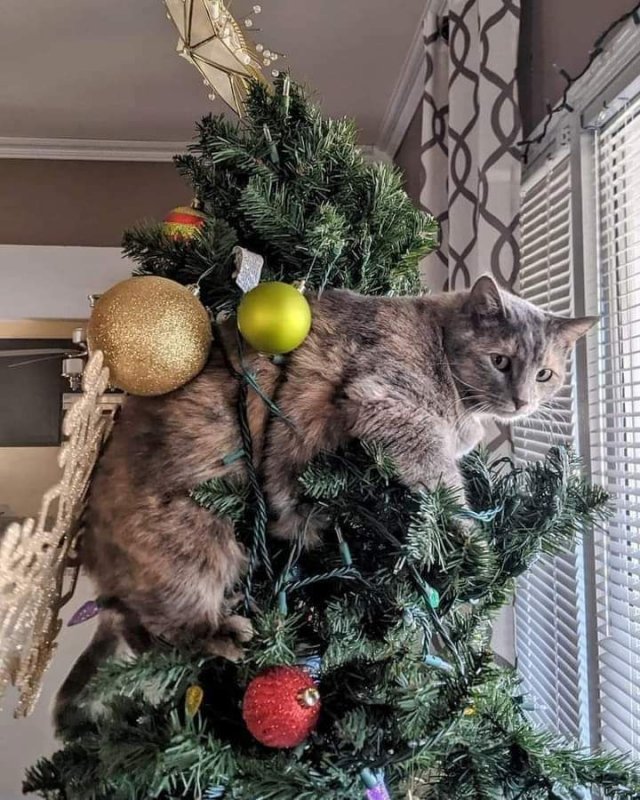 Funny Cats (29 pics)