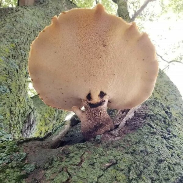 Creepy Finds And Photos (22 pics)