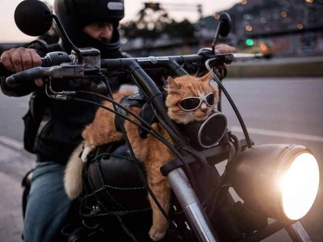 Funny Cats (29 pics)