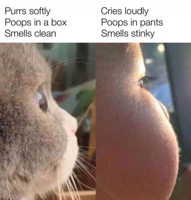 Funny Cats (29 pics)