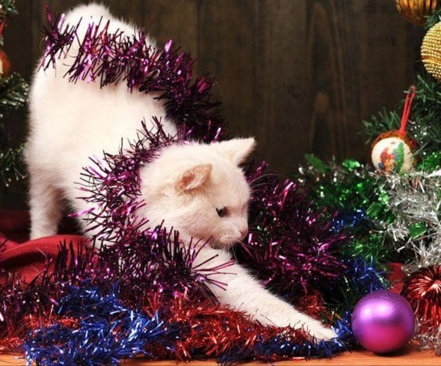 Funny Cats (29 pics)