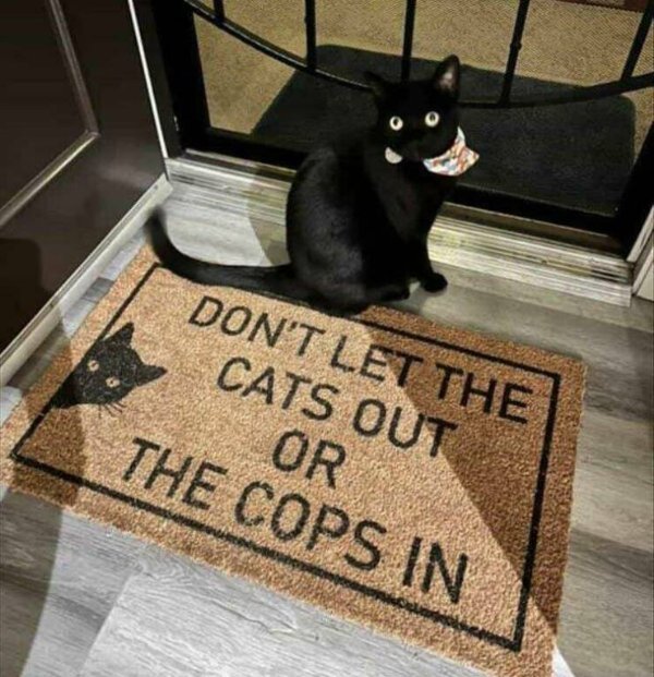 Funny Cats (29 pics)
