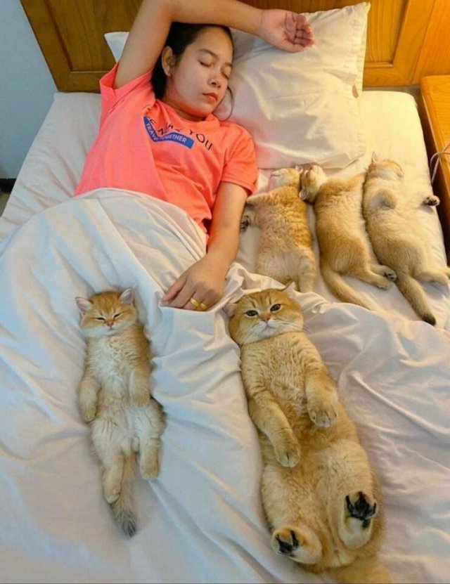 Funny Cats (29 pics)