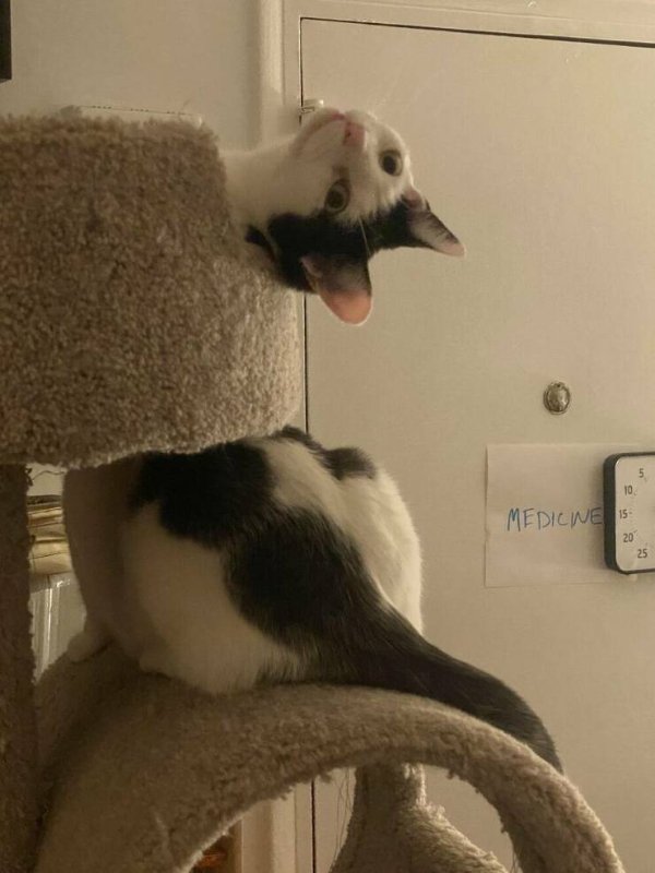 Funny Cats (29 pics)