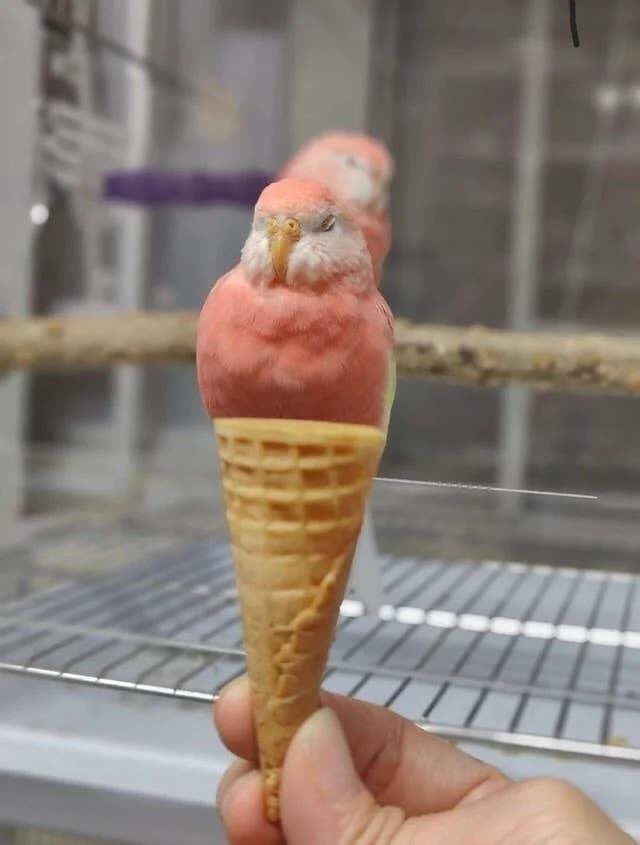Things That Look Like Food (24 pics) Things That Look Like Food (24 pics)