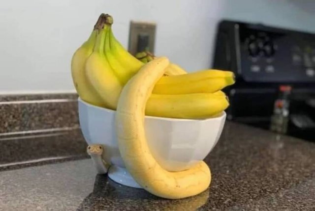 Things That Look Like Food (24 pics)